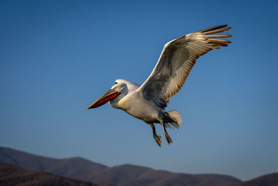 Close-up of pelican flying against clear sky