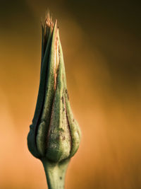 Close-up of flowering plant