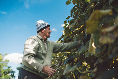 Man picking grapes from tree against sky