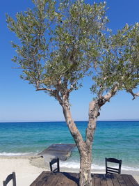 Tree by sea against clear blue sky