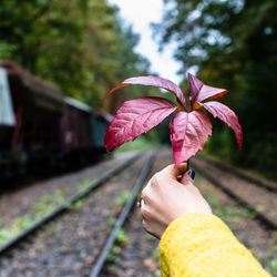 Cropped image of woman holding pink flower