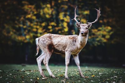 Deer standing on field