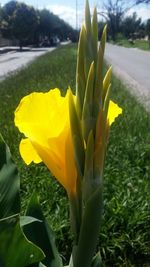 Close-up of yellow flowering plant on field