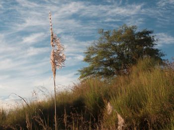 Close-up of reed growing on riverbank