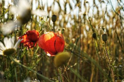 Close-up of red poppy flowers on field