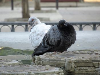 Close-up of bird perching