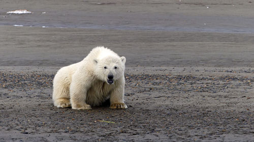 Polar bear cub sitting