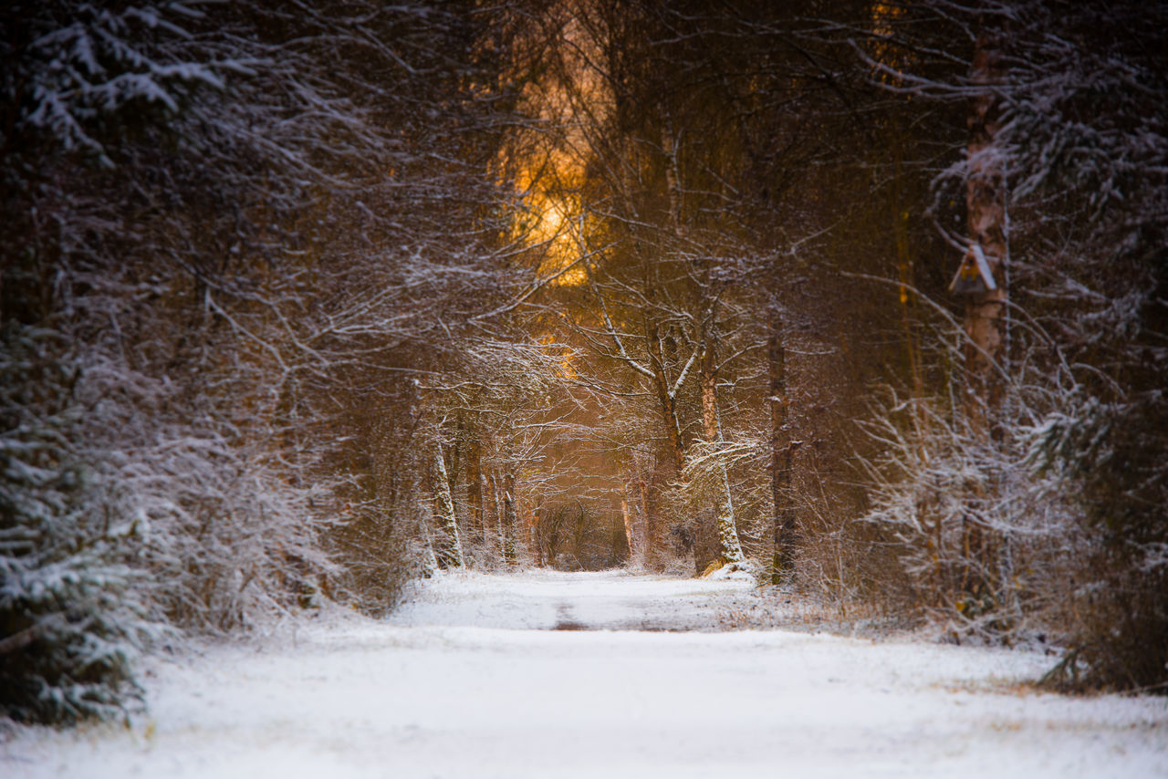 SNOW COVERED ROAD AMIDST TREES AT NIGHT