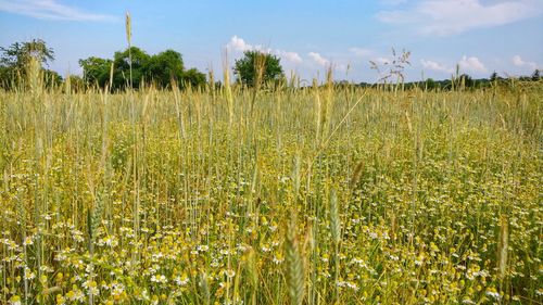 Crops growing on field against sky