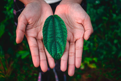 Close-up of hand holding leaf