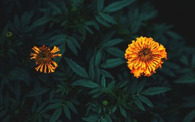 Close-up of yellow flowers blooming outdoors