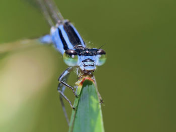 Close-up of damselfly on leaf