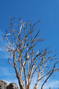 Low angle view of bare tree against clear blue sky
