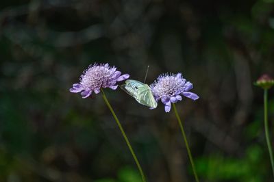 Close-up of flowers blooming outdoors