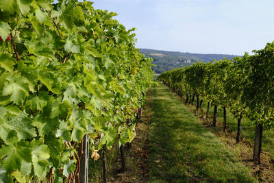 Vineyard against sky