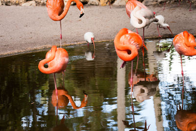 View of birds in lake