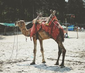 Horse in winter