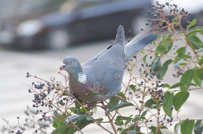 Close-up of bird perching on tree