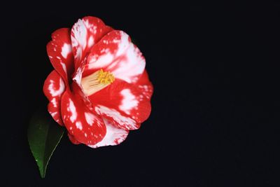 Close-up of red flower blooming against black background