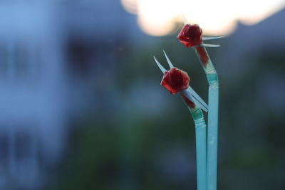 Close-up of red rose bud