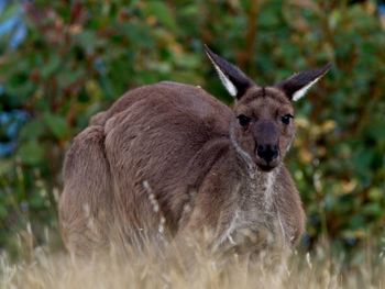 Western grey kangaroo macropus fuliginosus grazing, hiding in grass, deep creek, south australia.