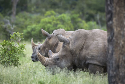 Close-up of rhinoceros standing on land