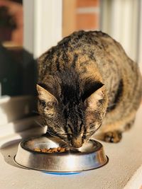Close-up of a cat sleeping on table