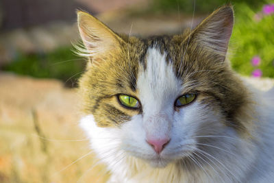 Close-up of cat