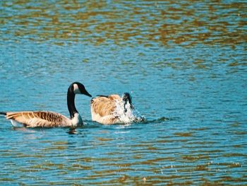 Ducks swimming in lake