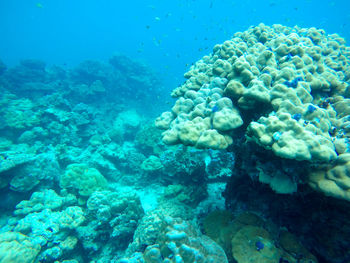 Underwater view of coral in sea