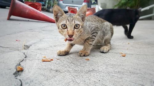 Portrait of tabby eating cat on footpath
