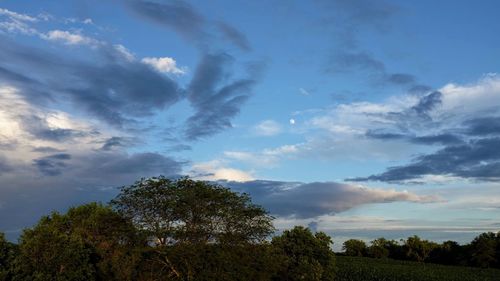 Low angle view of trees on field against sky