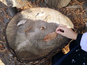 Cropped hand of person holding dry leaf on tree stump