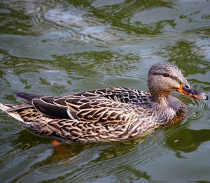 High angle view of duck swimming on lake