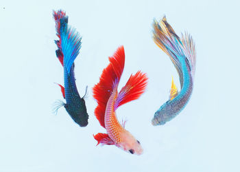 Close-up of fish against white background