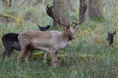 Side view of deer in forest