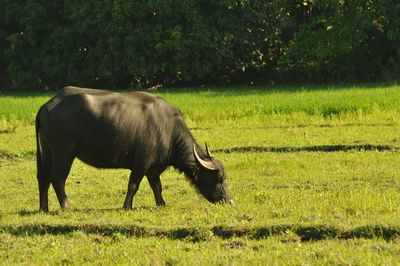 Horse grazing in a field