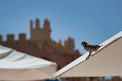 Bird perching on a roof