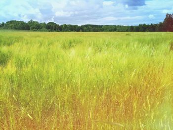 Scenic view of grassy field against sky