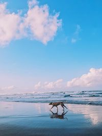 View of horse on beach against sky