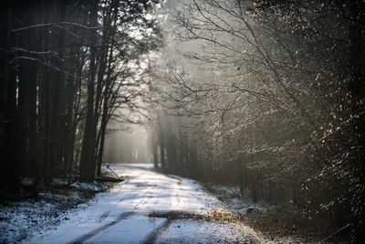 Road amidst bare trees in forest during winter