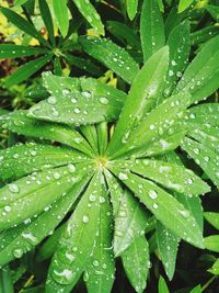 Dewdrop on the lupin leaves