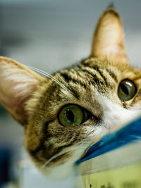 Close-up portrait of a cat