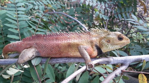 Close-up of lizard on tree