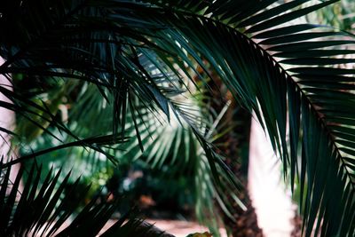 Close-up of palm tree branch