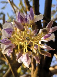 Close-up of purple flowering plant