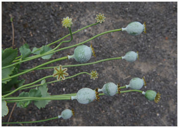 Close-up of plants