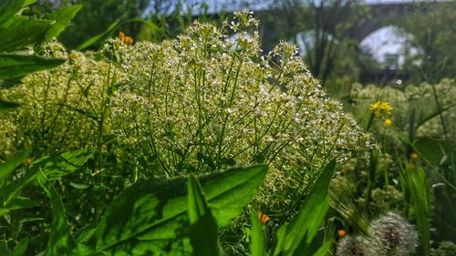 Close-up of flowering plant on field