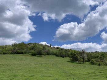 Trees on field against sky