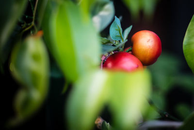 Close-up of cherries growing on tree